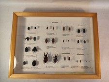 Setzkasten Schaukasten