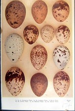 Alte Vögel Eier Rabe Krähe