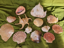 große Muscheln, vintage