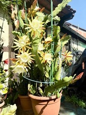 Epiphyllum Hybriden Kakteen