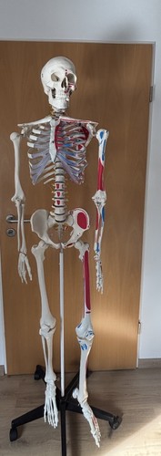 Lehrskelett skelett modell - lehrskelett,