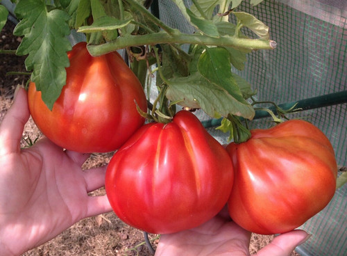 Tomatensamen italienische