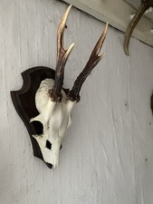 Rehgehörn Rehgeweih