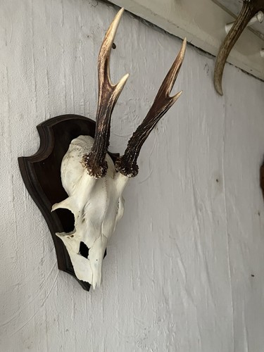 Rehgehörn rehgeweih - rehgehörn,