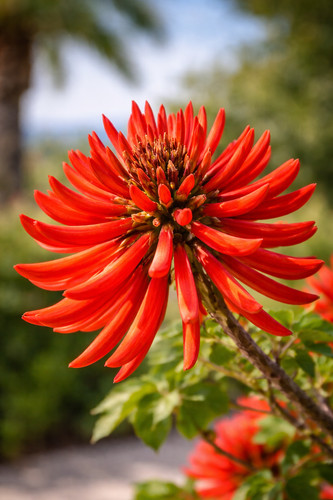 Erythrina coralloides - 1,
