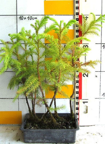 Pre bonsai cryptomeria - pre,