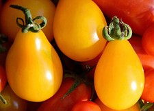 50 Samen GELBES BIRNCHEN Tomate ALTE RUSSISCHE SORTE Tomaten Yellow Pear