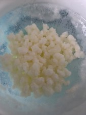 Kaukasische Kefirknollen Pilz