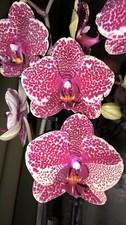 Orchideen Phalaenopsis Sesam