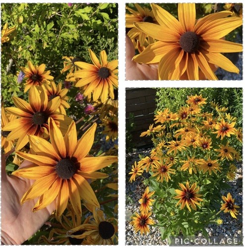 Sonnenhut hirta rudbeckia - sonnenhut,