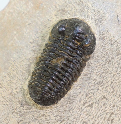 Trilobit acastoides sp - acastoides,