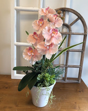 Phalenopsis Orchidee