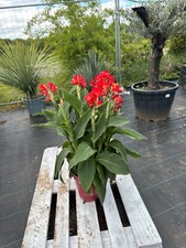 Canna indica Cannova 80-110cm Blumenrohr tropische Pflanze rot Balkon Kübelblume