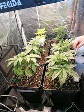 Komplette Growbox 80x80x180cm , Mit Sichtfenster und Trocknungszelt 40x40x160cm