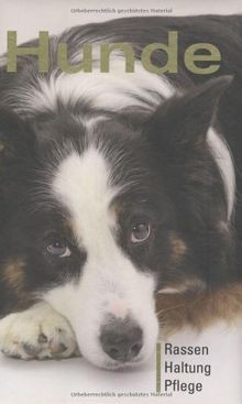 Hunde rassen erziehung - hunde:,
