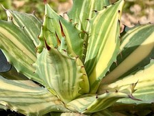 Agave isthmensis Yang Guifei