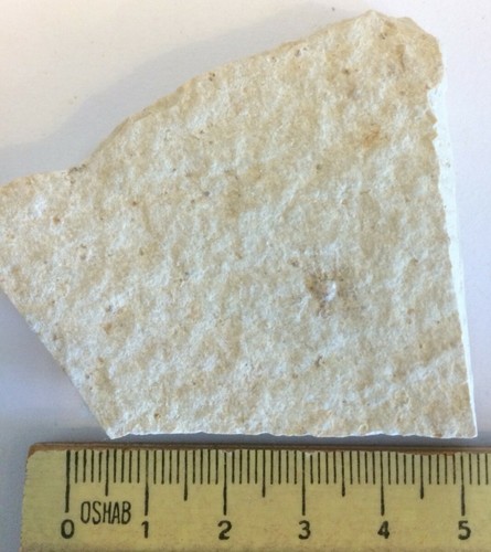 Saccocoma pectinata fossil - pectinata,