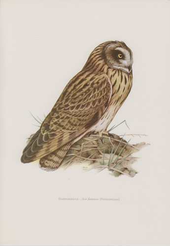 Sumpfohreule asio flammeus - ,