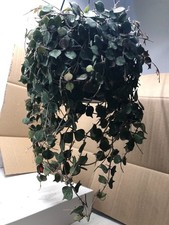 Hoya Curtisii  grosse Pflanze