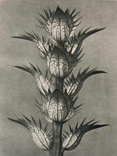 1929 Karl Blossfeldt Druck -