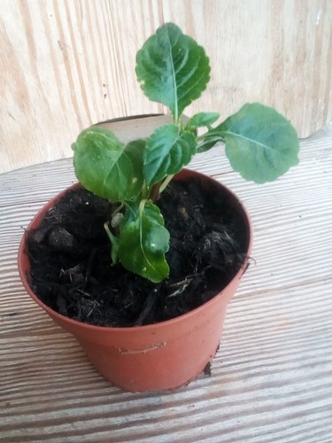 Papageienschnabelblume - ,
