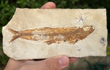 THARSIS DUBIUS - Jura Solnhofener Plattenkalk Eichstätt Jurassic Fossil Fish