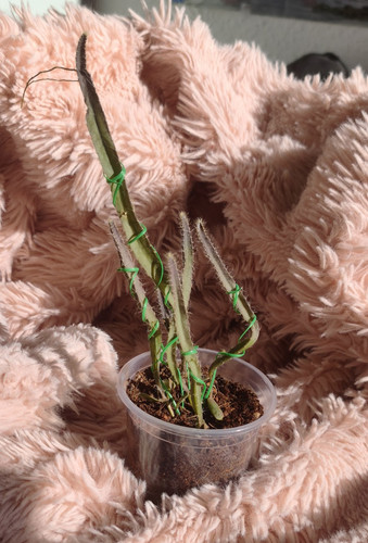 Hylocereus königin der - hylocereus, "königin