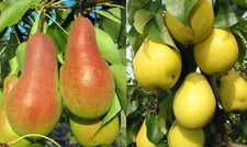 Duo-Birnenbaum Zwei Sorten -