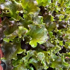 Batavia -Salat  rot  Lactuca