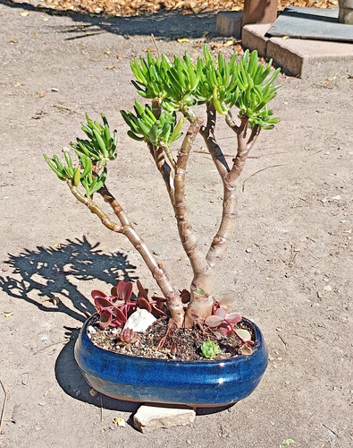 Bonsai crassula ovata - bonsai, 'gollum'