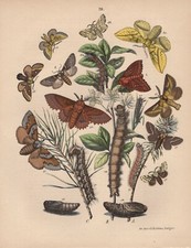 Echten Spinner Bombycidae Spinner Raupen LITHOGRAPHIE von 1870 Lepidoptera