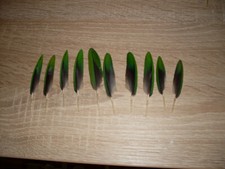 Papageienfeder Papagei Feder 10 Stück Steckfeder Amazone für Hut, Basteln etc.