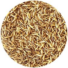 5kg Soldatenfliegenlarven Hermetia Larve Koi Vögel Reptilien Igel wie Mehlwürmer