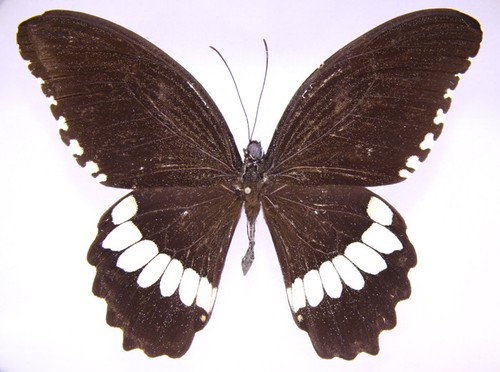 Papilio polytes ssp.