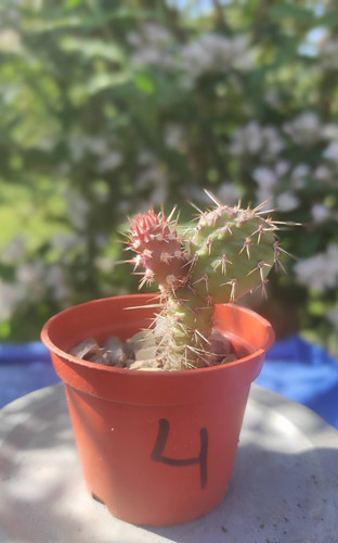 Opuntia winterhart frosthart - opuntia, winterhart,