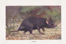 Beutelteufel sarcophilus - beutelteufel,