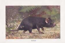 Beutelteufel Sarcophilus harrisii Farbdruck von 1912 Tasmanischer Teufel
