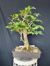 Kastanie Bonsai Prebonsai