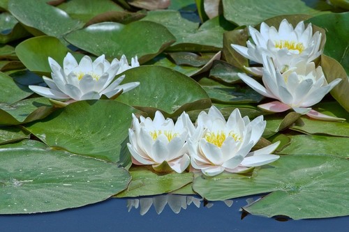 Weiße seerose teichpflanzen - weiße,