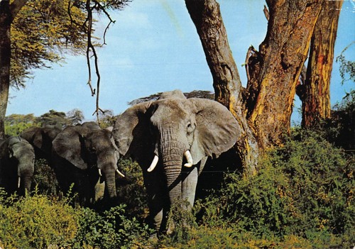Tiere elefant elephant wild - elefant,