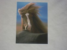 AK Islandpferd Fohlen