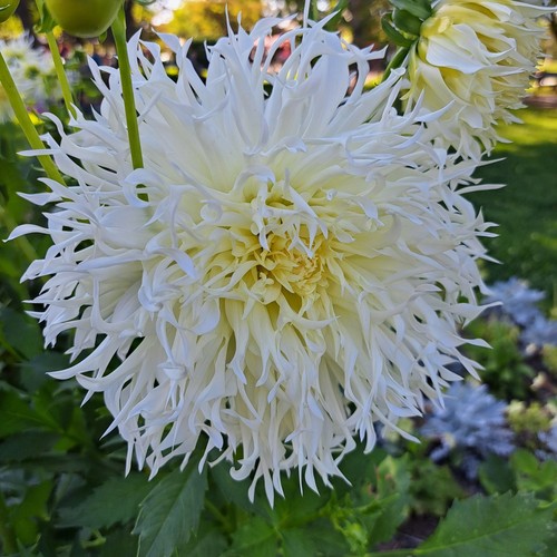 Dahlien - ,