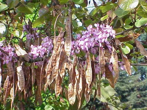 Kanadischer judasbaum cercis - kanadischer,