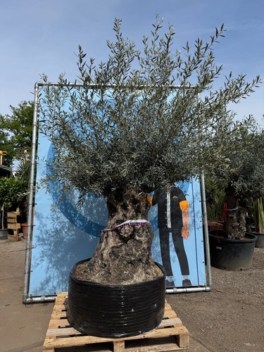 Olivenbaum olea europeae - -,