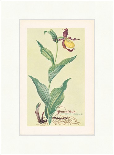 Frauenschuh cypripedium - frauenschuh,