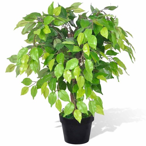 Birkenfeige ficus benjamini - birkenfeige,