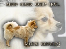 Deutscher Spitz KLEINSPITZ