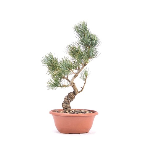Pre bonsai mädchenkiefer - pre-bonsai,