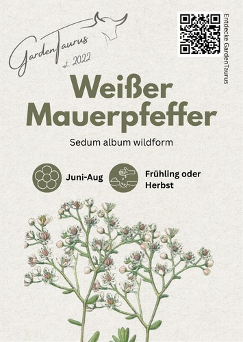Weißer mauerpfeffer sedum - weißer,