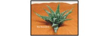 Star Succulent Stern